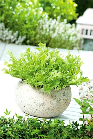 Minigarten - Endivie für frische, geschnittene Blätter - für Balkon- und Terrassenkulturen - 