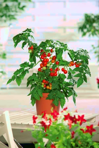 Мини градина - Червен чери домат - за отглеждане на балкони и тераси - Lycopersicon esculentum - семена