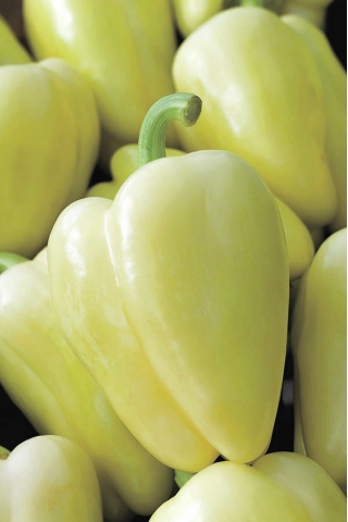 Paprika "Bianca F1" - bijela i slatka - 7 sjemenki - Capsicum L. - sjemenke