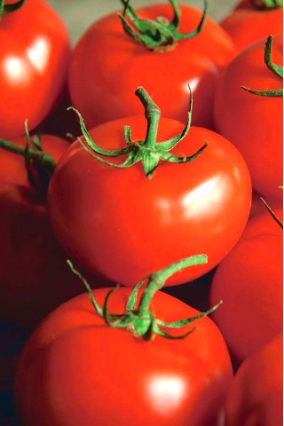 Tomato "Ondraszek" - pelbagai bidang untuk mengekalkan dan menggunakan langsung - Lycopersicon esculentum Mill  - benih