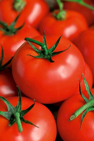 Tomate – Flame - Lycopersicon esculentum - sementes