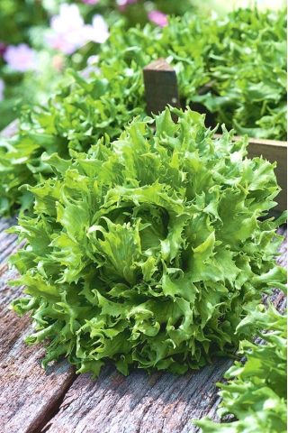 BIO - Iceberg salata "Kraljica leda" - certificirano organsko sjeme - 475 sjemenki - Lactuca sativa L.  - sjemenke