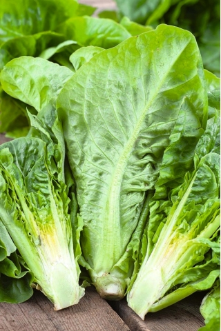 Romaine lettuce "Livia"