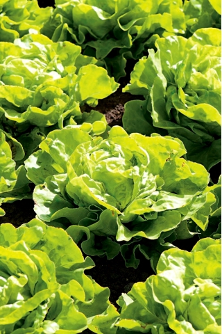 Salată "Saba" - pentru cultivarea pe tot parcursul anului - 900 de semințe - Lactuca sativa L. var. Capitata