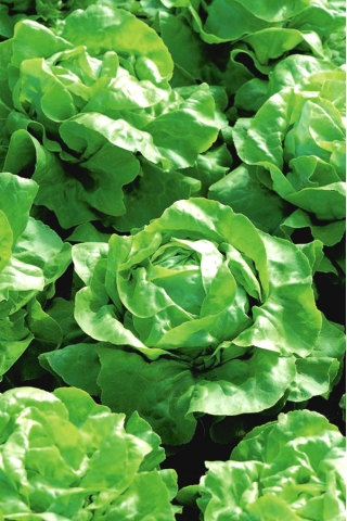 Butterhead lettuce "Zina" - winters without covers - 900 seeds