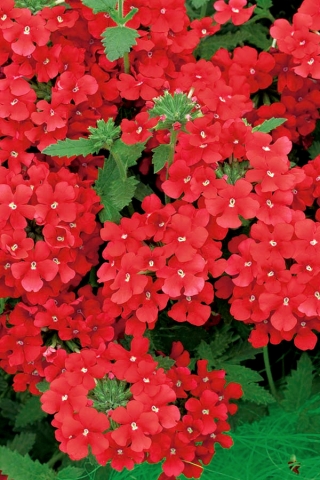 Záhradná verbena - červená odroda; záhradný vervain - 120 semien - Verbena x hybrida  - semená