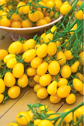 Tomate cerise - Ildi - jaune - 80 graines - Lycopersicon esculentum Mill