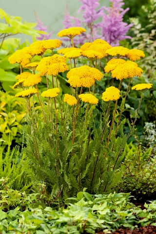Fernleaf yarrow - Parkerova - žltá; nosovitý, milfoil - Achillea millefolium