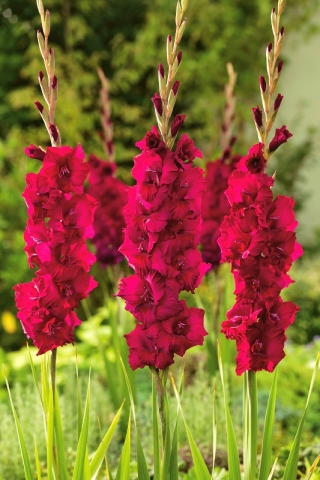 Gladiolus Plum Tart - 5 عدد؛ شمشیر زنبق - 