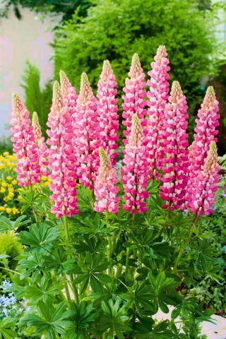 Lupinus, Lupin, Lupin Chatelaine - bulb / tuber / root - Lupinus polyphyllus