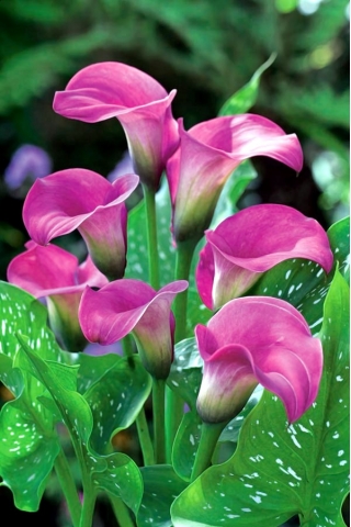 Zantedeschia, Calla Lily Pink - květinové cibulky / hlíza / kořen