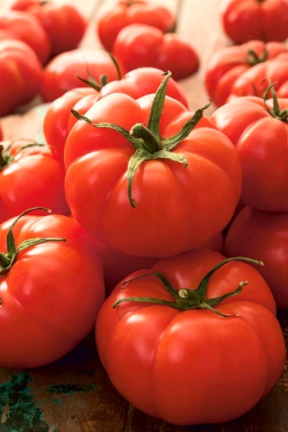Tomate 'Jutrosz' - frühe, Zwerg Freilandtomate sehr produktive Sorte, perfekt für Saft 