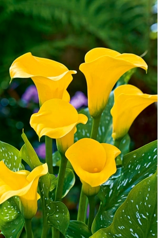 Zantedeschia, Calla Lily Yellow - หอม / หัว / ราก