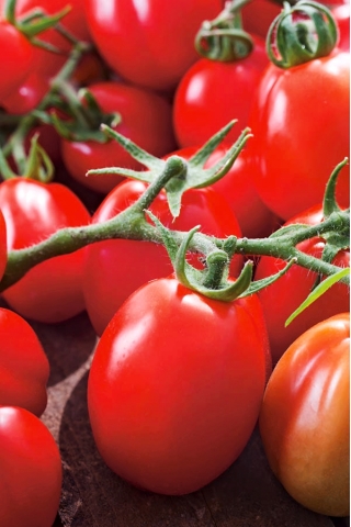 Patuljasti rajčica „Chrobry“ - srednje kasna, izuzetno produktivna sorta -  Lycopersicon esculentum - Chrobry - sjemenke