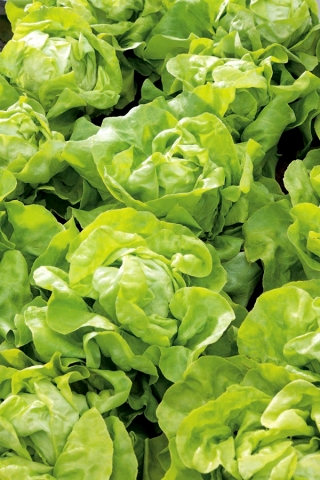 Butterhead lettuce 'Nawojka' - for cultivation in the spring