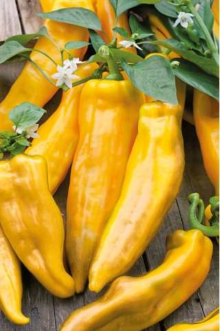 Pepper "Corno di Toro Giallo" - yellow, sweet
