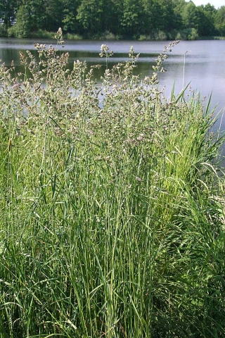 Piciorul de cocoș "Berta" - 5 kg; iarbă de livadă, iarbă de pisică - 