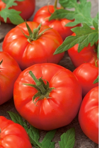 Tomat - Octawian F1 - drivhus - Lycopersicon esculentum Mill  - frø