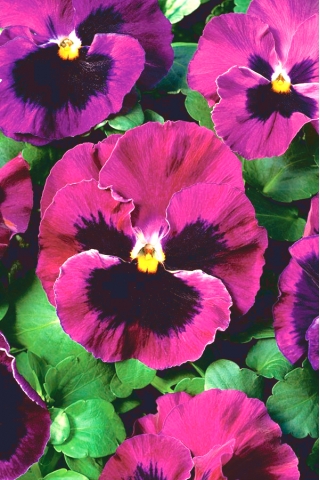 Pansa de gradina cu flori mari - carmin-roz cu un punct - 400 de seminte - Viola x wittrockiana  - semințe