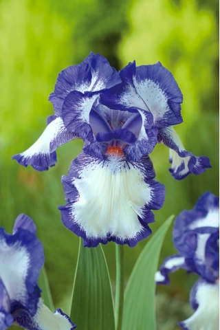 Iris germanica Modrá a bílá - květinové cibulky / hlíza / kořen
