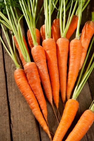 Zanahorias Rubrovitamina -   Daucus carota - Rubrovitamina - semillas