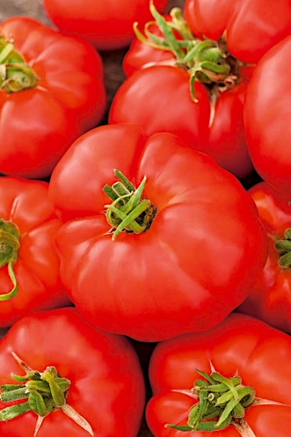 Tomato "Buffalosteak F1" - tall variety for cultivation in the field and under covers - 10 seeds