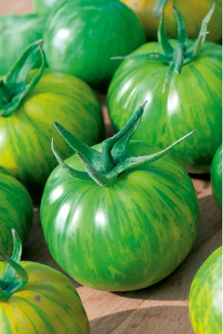 Tomate - Green Zebra - verde - Lycopersicon esculentum Mill.  - semillas