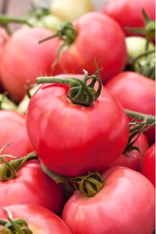 Raspberry tomato "Rodeo"