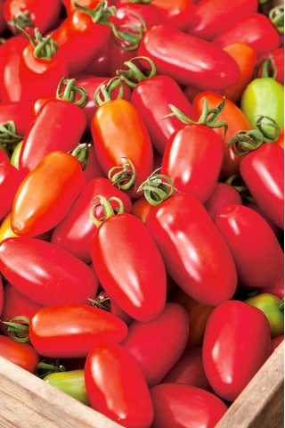 Tomato "Surya" - field, dwarf variety producing elongated fruit