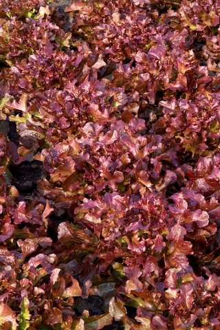 Лист, червено-зелена салата "Фламенко" - Lactuca sativa var. foliosa  - семена