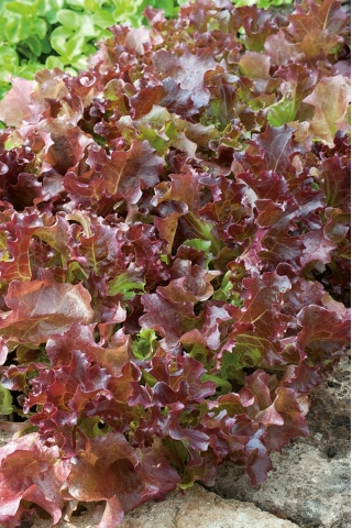 양상추 Lollo Rossa 씨앗 - Lactuca sativa - 950 종자 - Lactuca Sativa L. var. capitata 