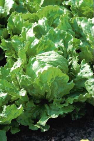Salat Hode - Olimp - behandlede frø - 990 frø - Lactuca sativa L. var. Capitata