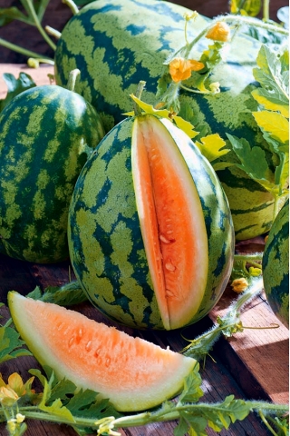 西瓜“Orangeglo” - 橙色品种 - Citrullus lanatus - 種子