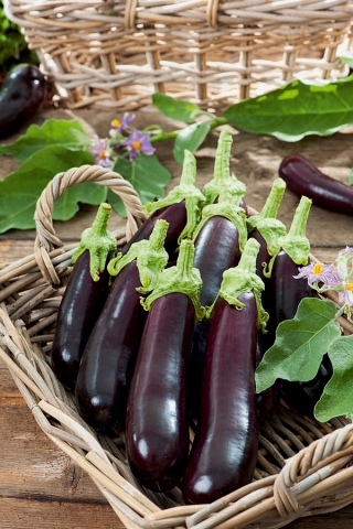 Aubergine "Avan F1"; eggplant