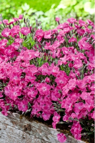 Firewitch, Cheddar Pink sjemenke - Dianthus gratianopolitanus - 120 sjemenki - Dianthus gratianopolitanus syn. D. caesius.