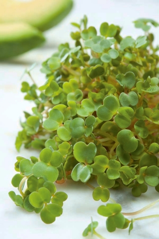 Seeds for sprouts - brown mustard (Brassica juncea) - 12000 seeds