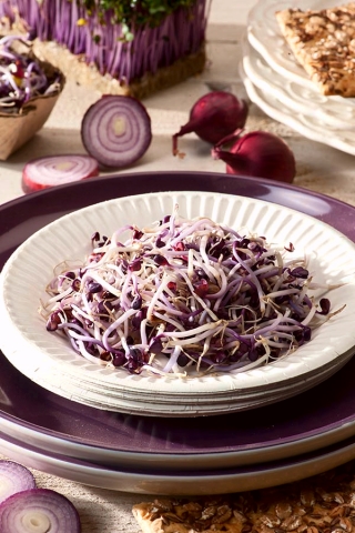 Red Cabbage Sprouts