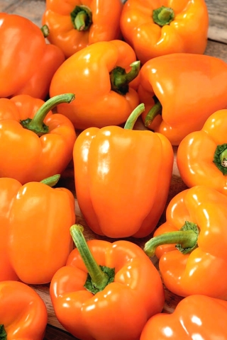 Pepper "Kubista F1" - sweet, orange variety