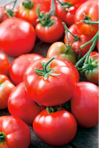 Tomato "Bruno F1" - nicely coloured, Baron-type variety for greenhouse cultivation