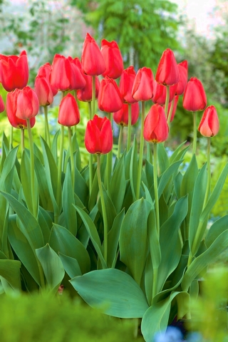 Tulip Parade - large package! - 50 pcs