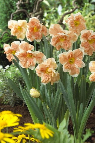 Daffodil, narcissus Apricot Whirl - confezione grande! - 50 pz