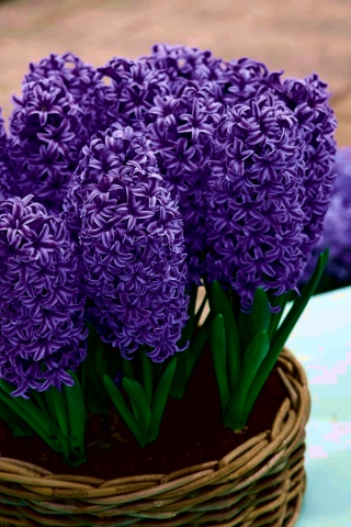 Tamsiai mėlynas gėlių hiacintas - 9 vnt.