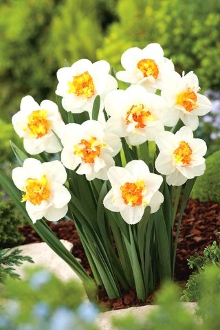 Double-flowered daffodil, narcissus 'Flower Drift' - large package - 50 pcs