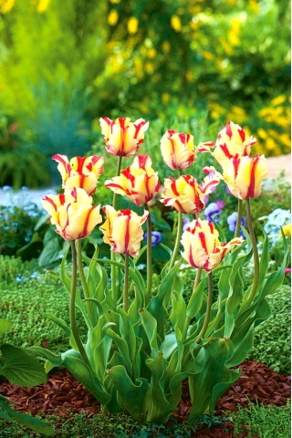Tulipano 'Flaming Parrot' - confezione grande - 50 pz