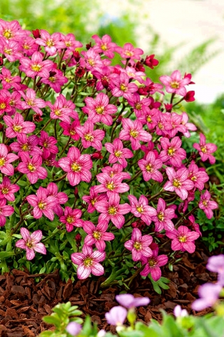 Vaaleanpunainen saxifrage - vaaleanpunainen matto puutarhassasi; kallio - 
