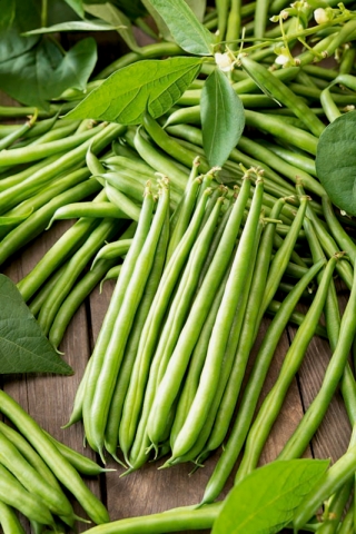 Green French bean Arkana