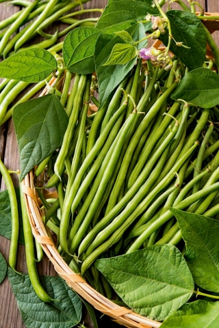 Zelené francouzské fazole Eliza - 