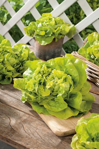 Butterhead lettuce 'Ovation'