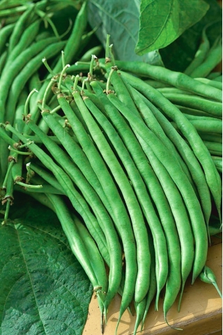 Kacang "Jagusia" - NANO-GRO - tingkatkan jumlah penuaian sebanyak 30% - 