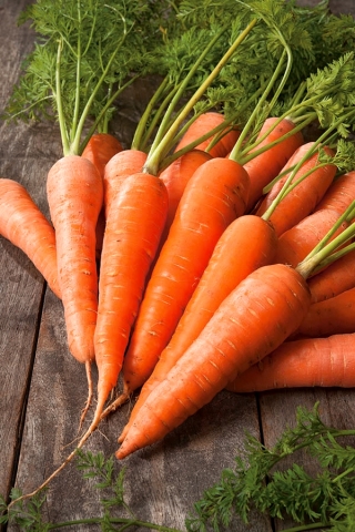 Carrot Dolanka - RUBAN À GRAINES AVEC ENGRAIS